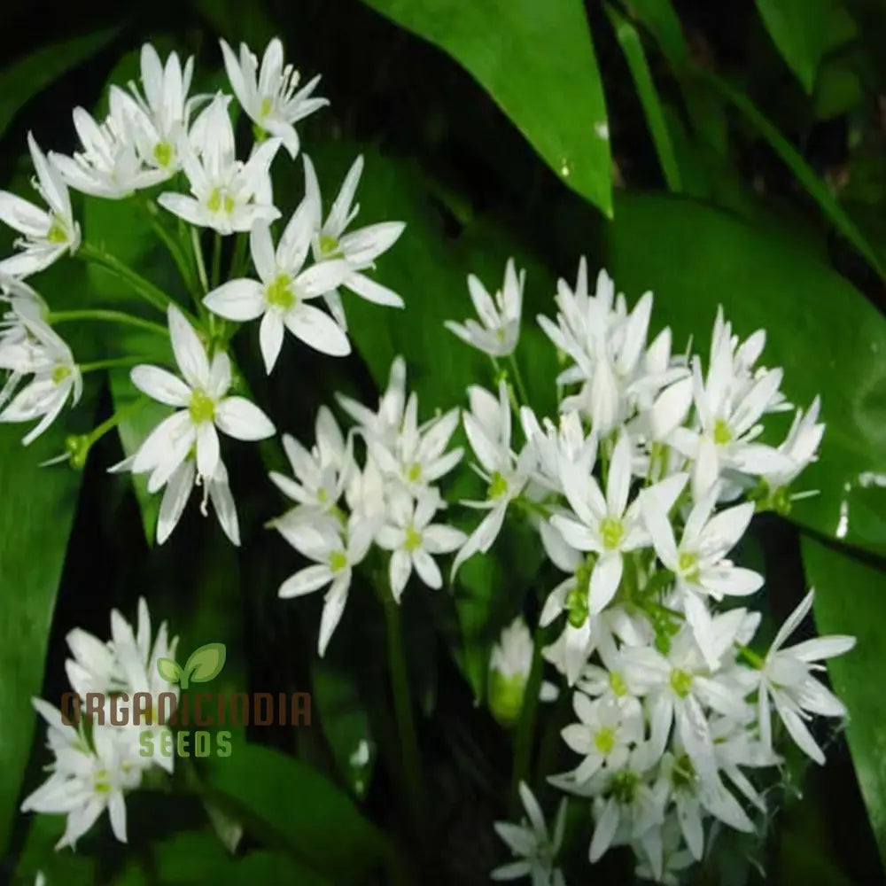 Wild garlic seeds aromatic edible herb for gardens
