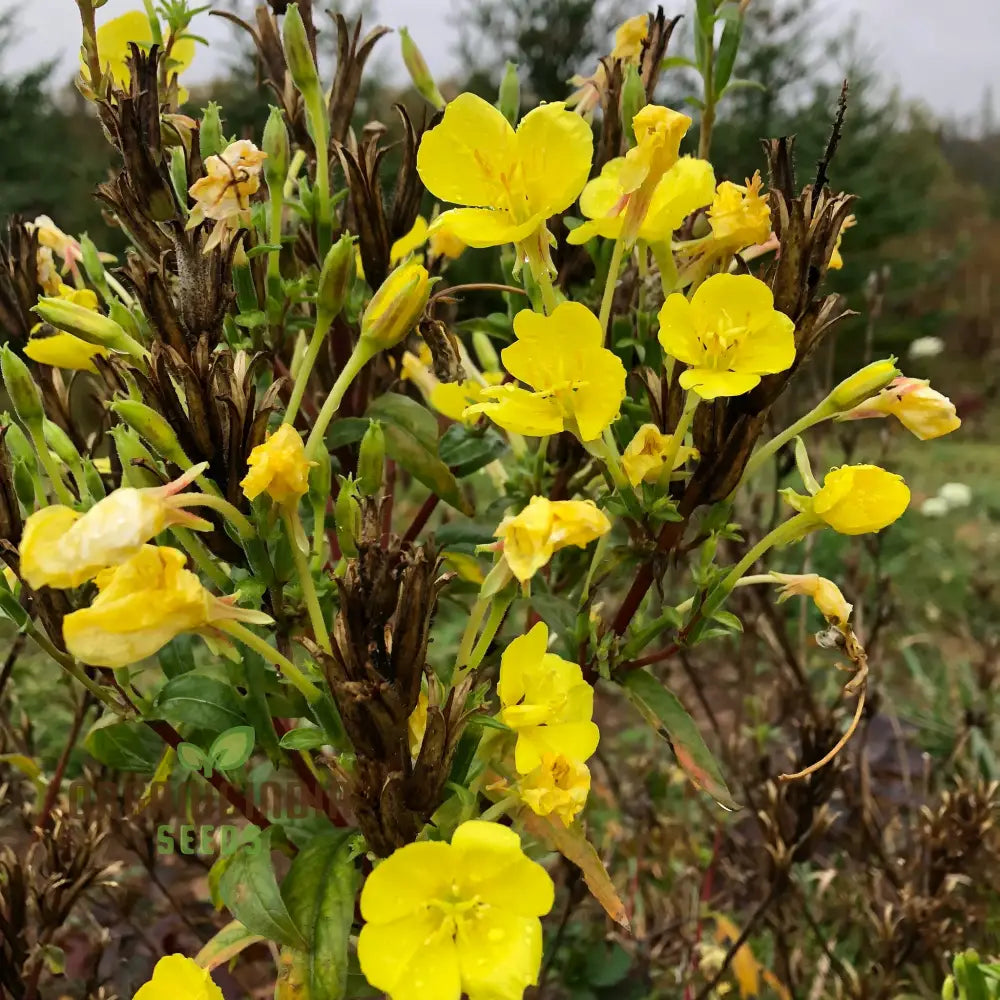 Wild Primrose Flower Seeds For Planting: Nurture Your Garden With Natureâ€™s Delicate Beauty And