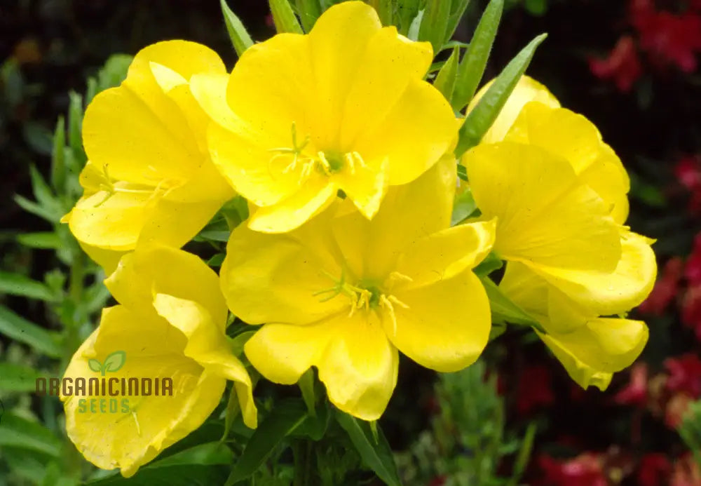 Wild Primrose Flower Seeds For Planting: Nurture Your Garden With Natureâ€™s Delicate Beauty And