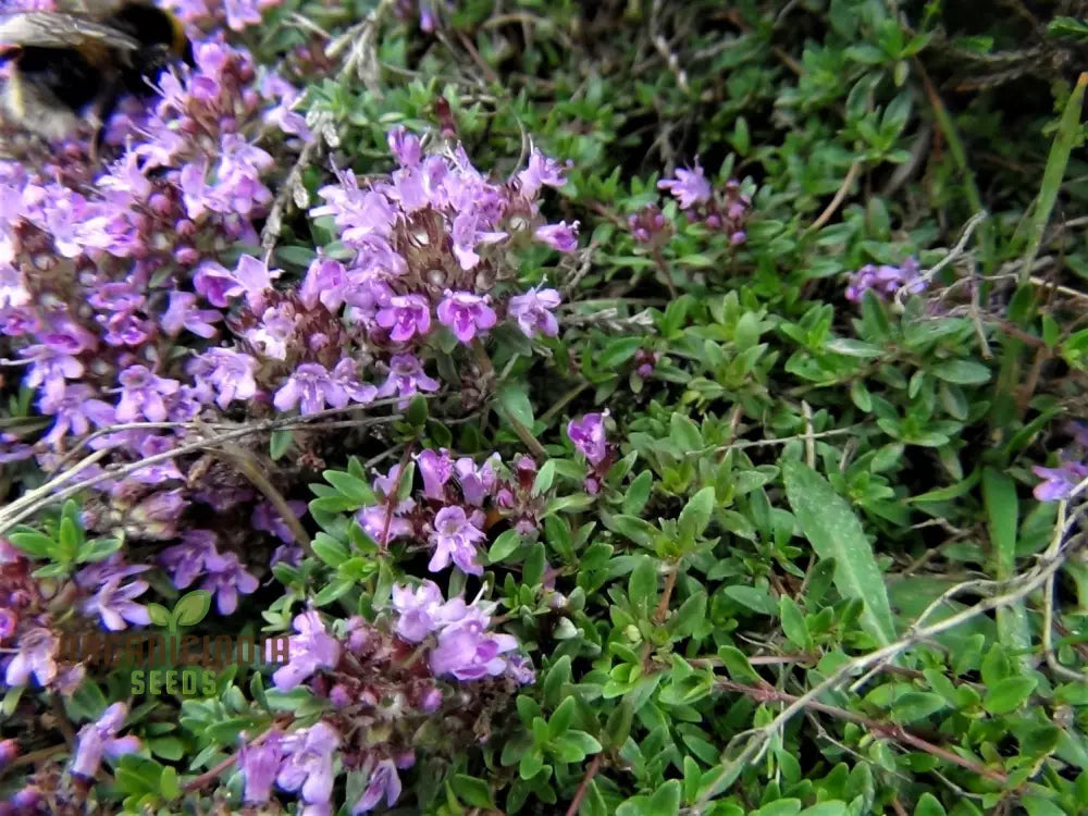 Wild Thyme Gardening Haven Flower Seeds For Planting: Cultivate Your Green Oasis With Natureâ€™s
