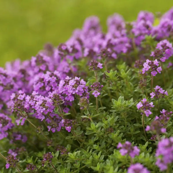 Wild Thyme seeds for planting