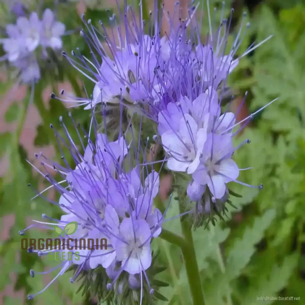 Fiddleneck seeds for wildflower gardens purple flowers