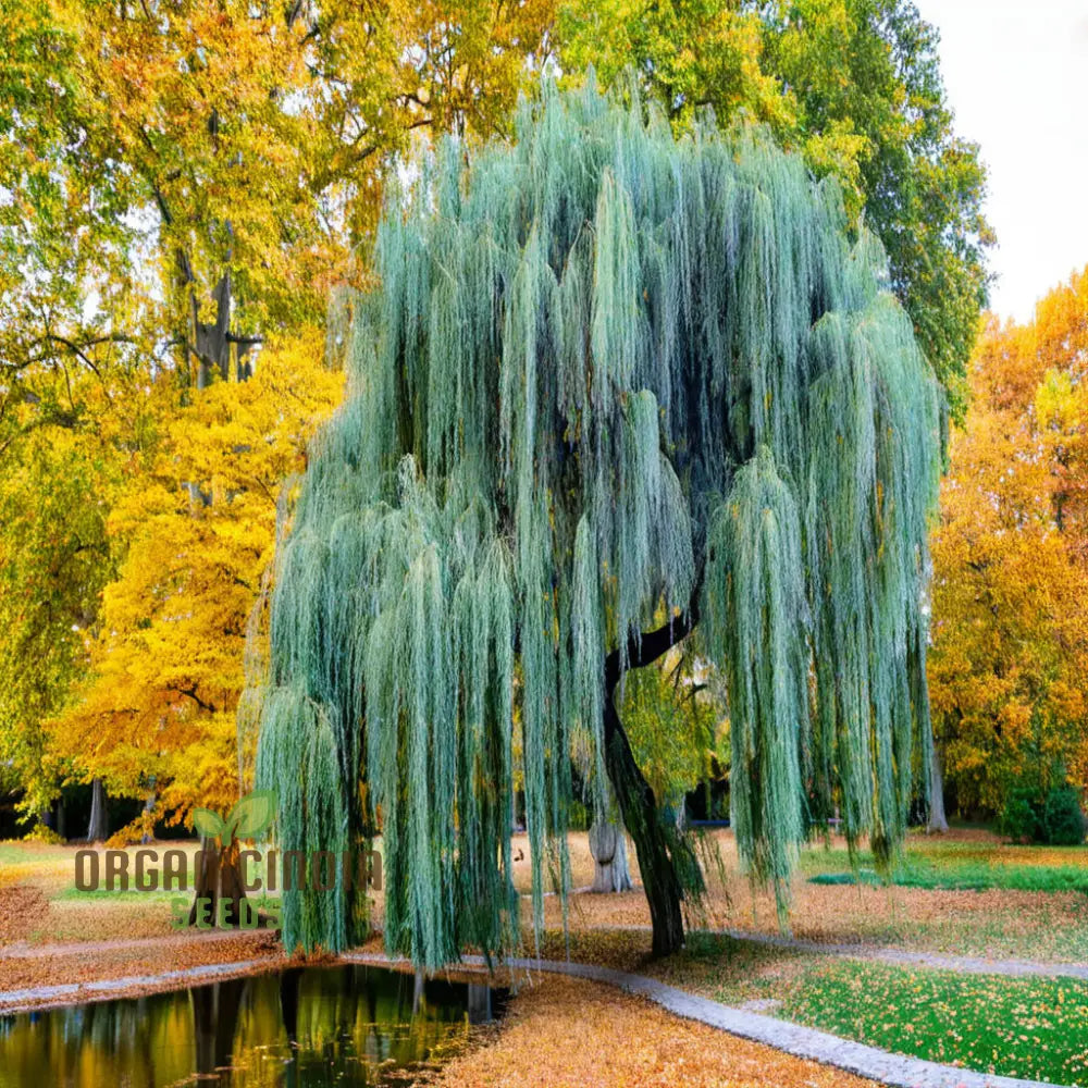 Willow Tree Seeds â€“ Elevate Your Gardening With Graceful Flowing Trees And Lush Greenery Annuals
