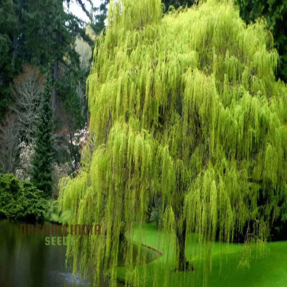 Willow Tree Seeds â€“ Elevate Your Gardening With Graceful Flowing Trees And Lush Greenery Annuals