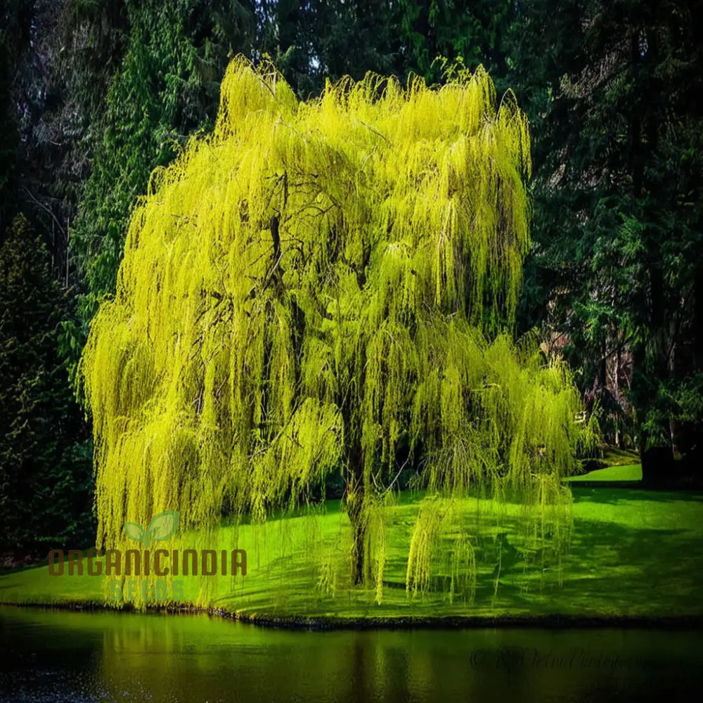 Willow Tree Seeds â€“ Elevate Your Gardening With Graceful Flowing Trees And Lush Greenery Annuals