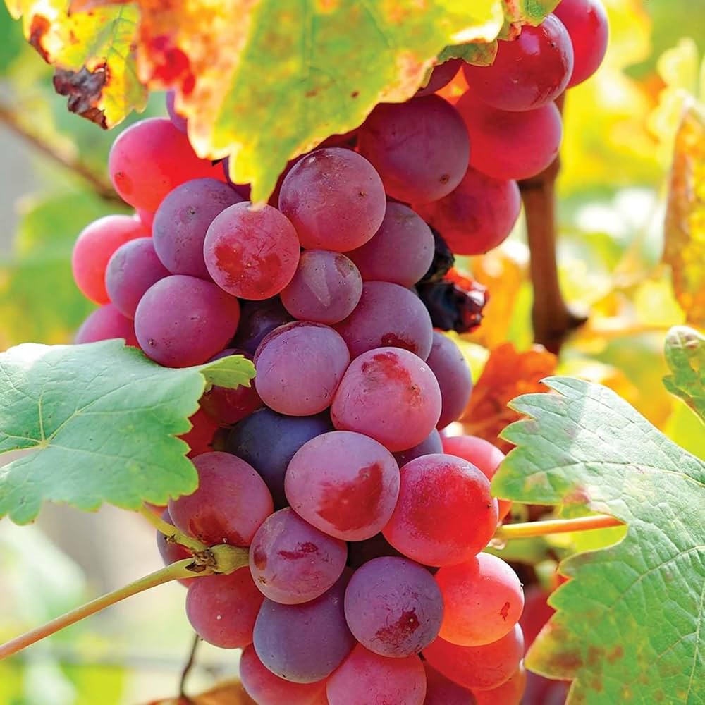 Wine Grape mixed colors seeds for planting