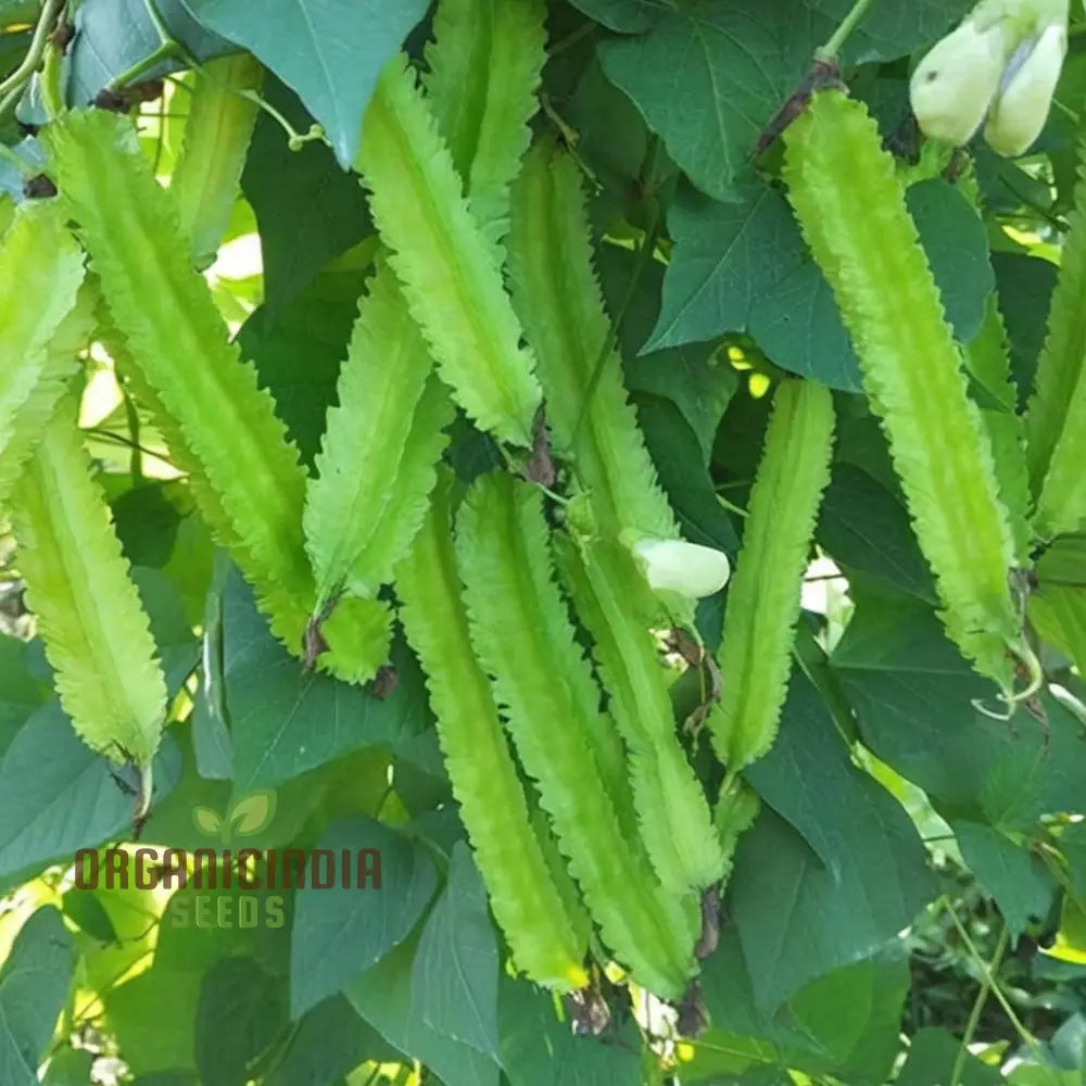 Winged Bean Seeds Packet, Non-GMO High-Yield Vegetable Seeds for Planting