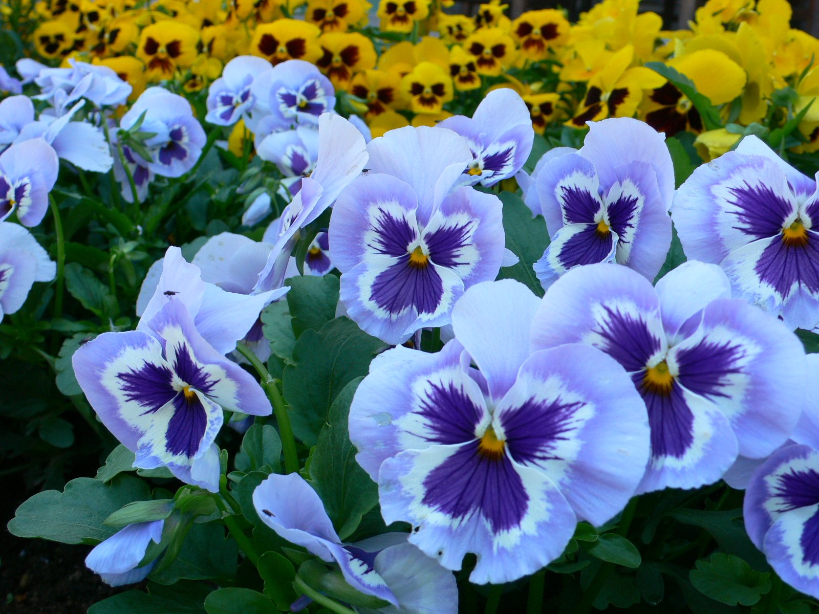 Winter Blooming Pansy Seeds for Cool Weather Gardening