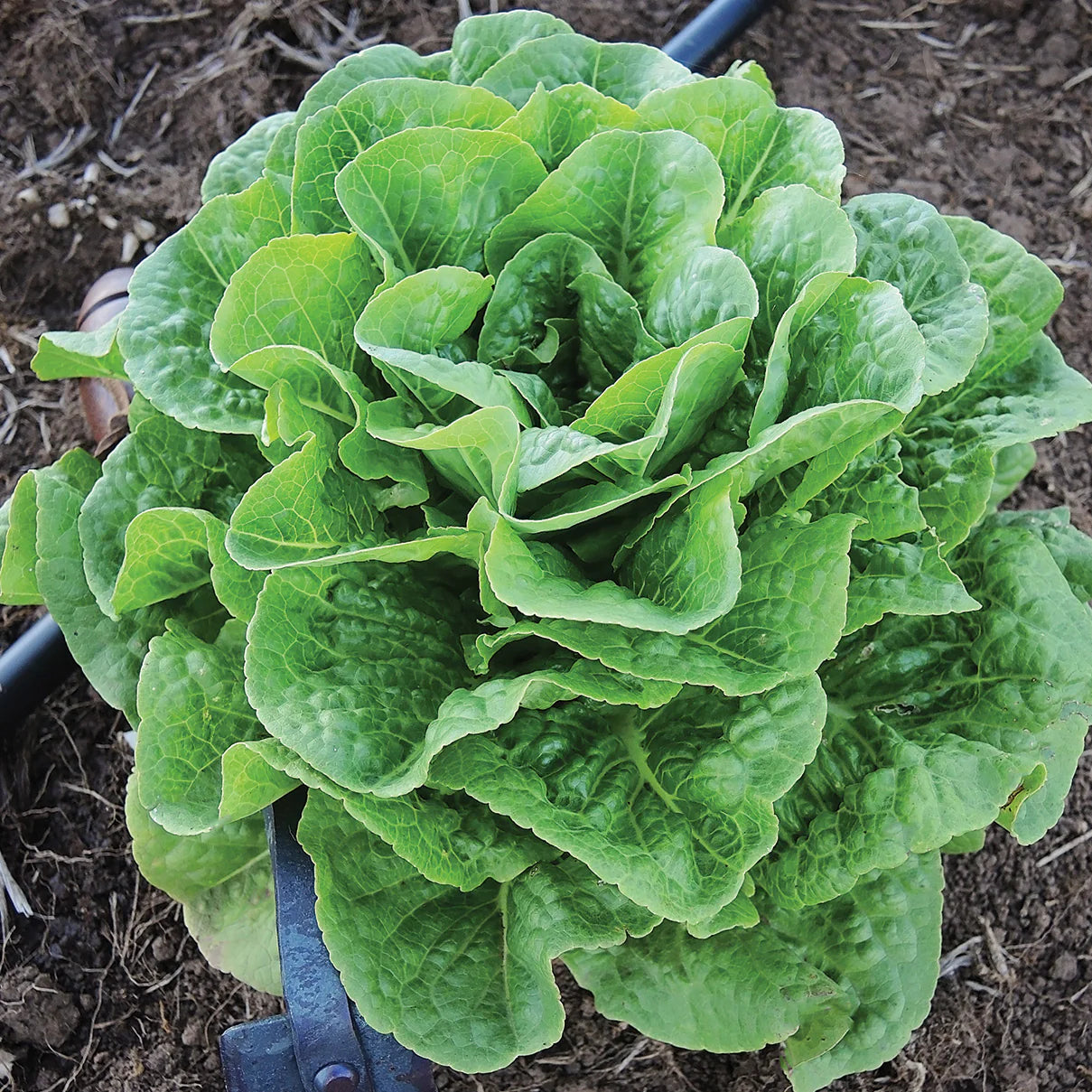 Compact Winter Density Lettuce Plants Growing from Seeds