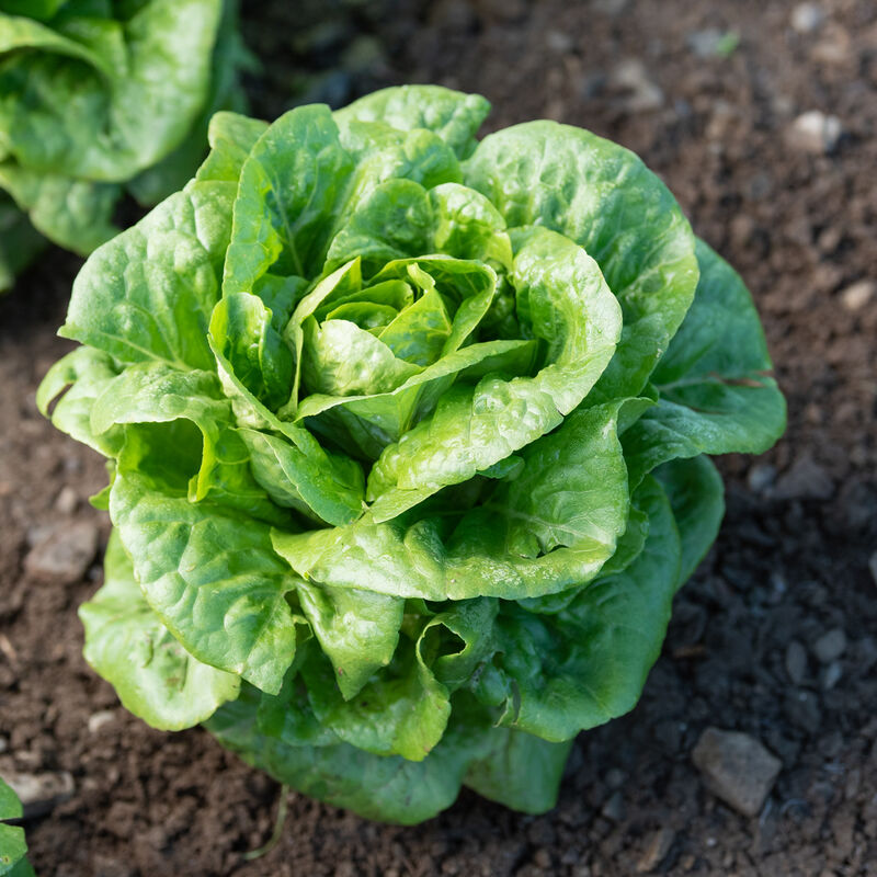 Winter Density Lettuce Seeds for Planting, Hardy Compact Romaine Variety