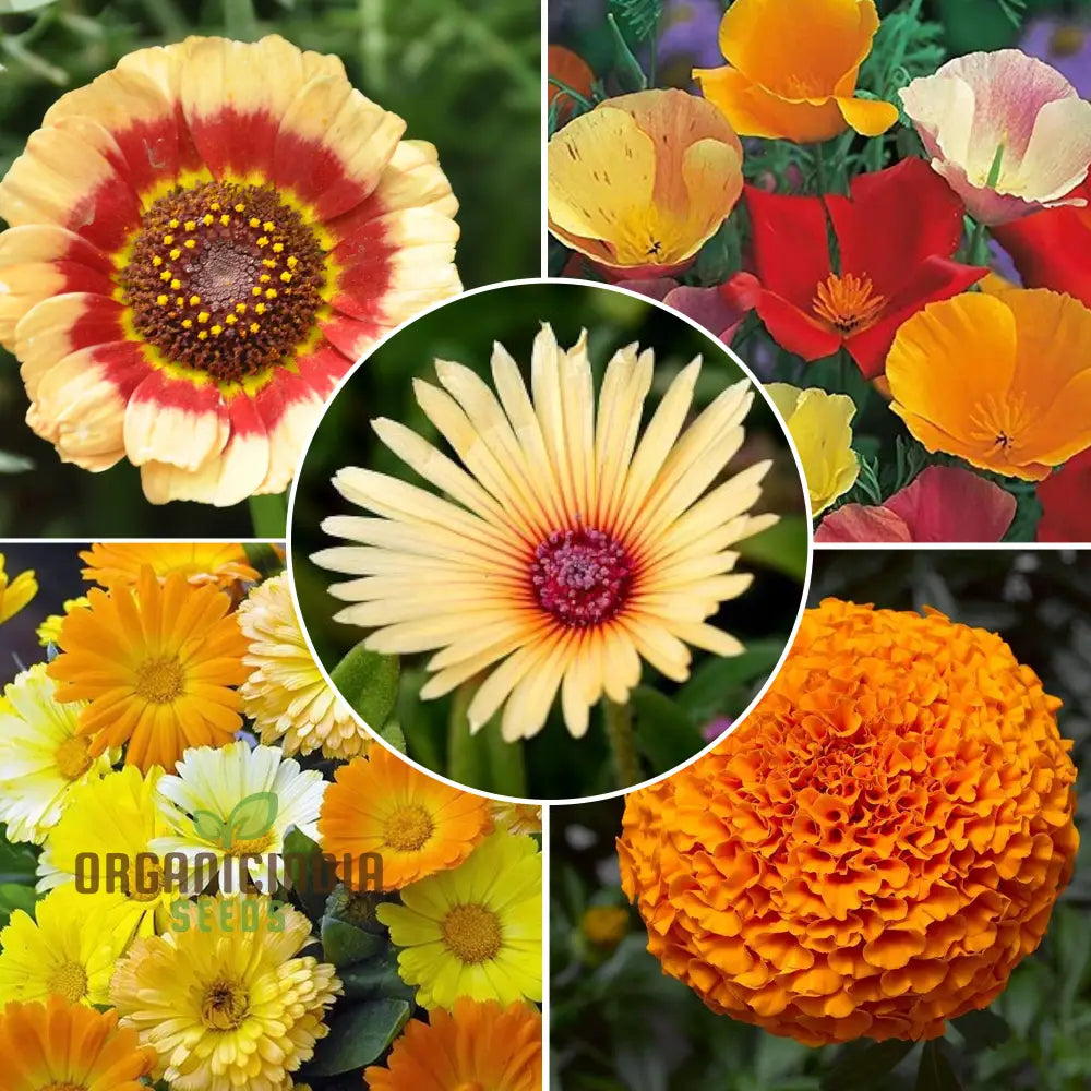 Winter Flower Mix Seeds – Cool Season Bloom Mix for Indian Gardens |  organicindiaseeds, image size:1000x1000