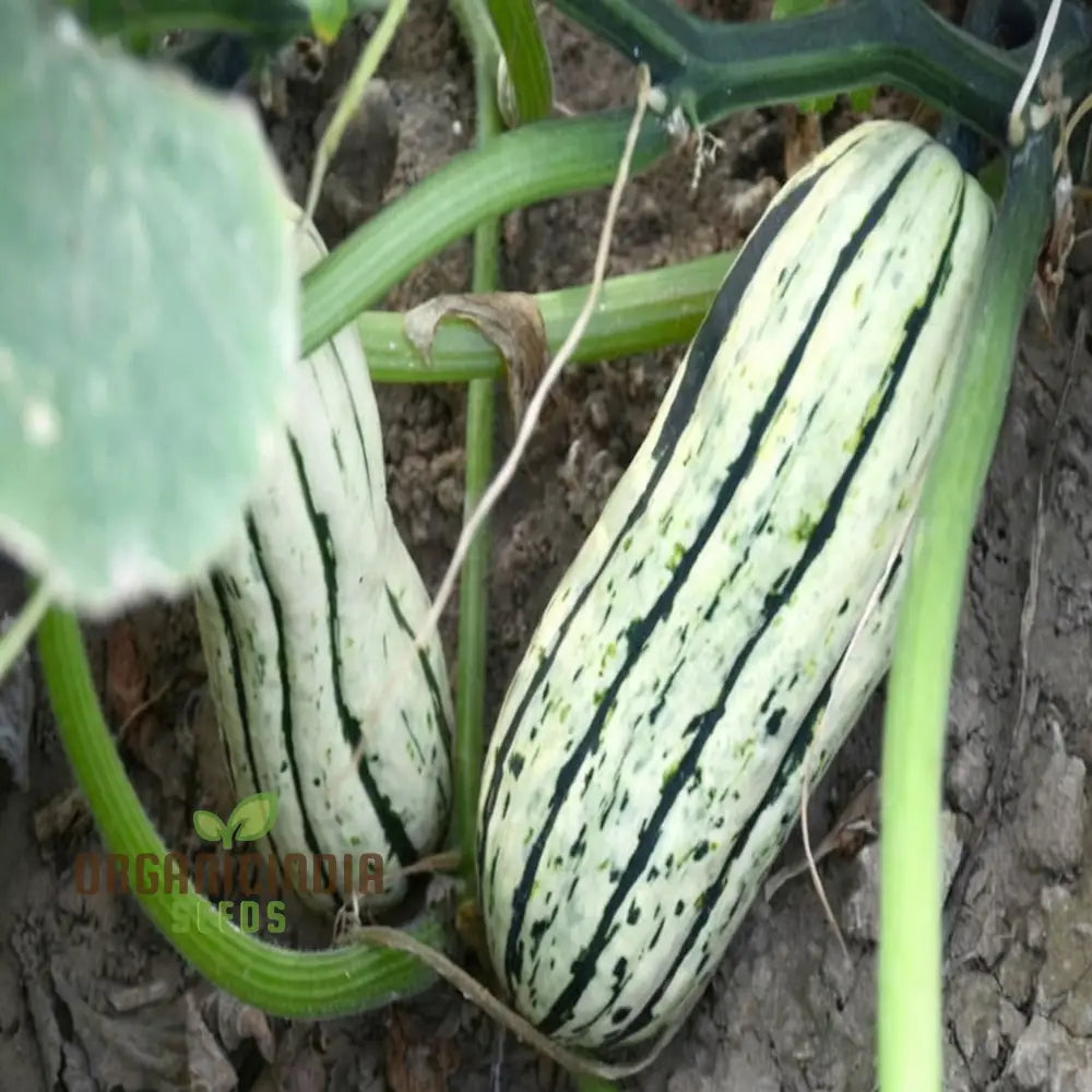 Delicata Winter Squash Fruits Growing on Vine from Seeds, Home Garden