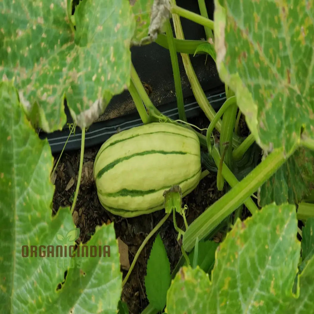 â€™Winter Squash Delicata Vegetable Seeds Heirloom Sweet Flavor Ideal For Baking And Roasting