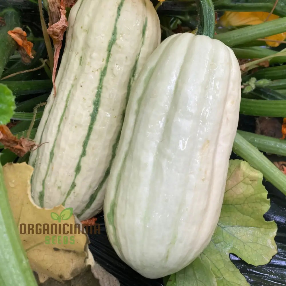 â€™Winter Squash Delicata Vegetable Seeds Heirloom Sweet Flavor Ideal For Baking And Roasting