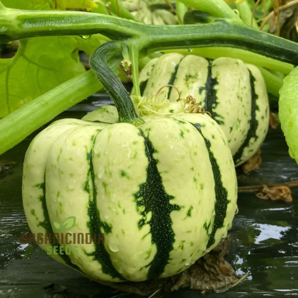 Heart of Gold Squash Fruits Growing on Vine, Heirloom Garden Seeds