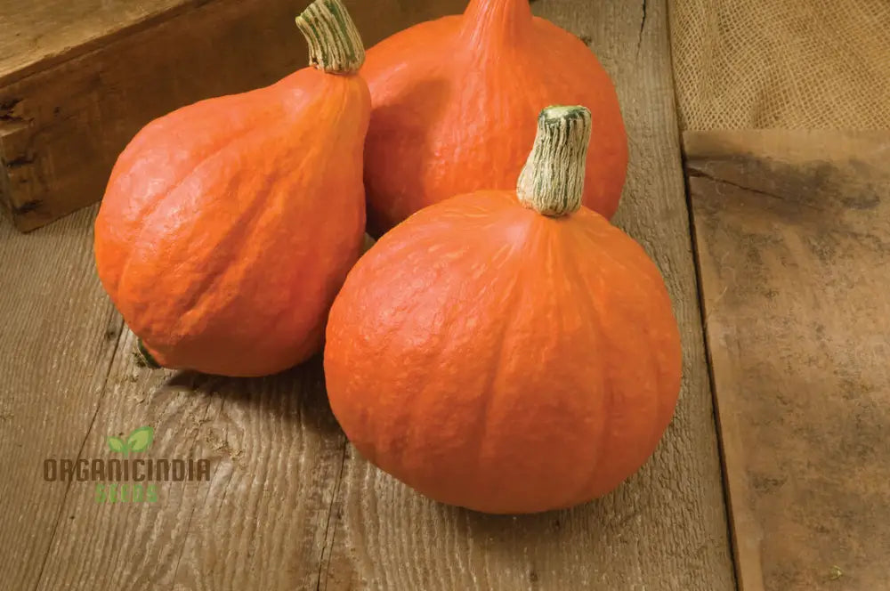 Harvested Golden Hubbard Winter Squash from Seeds, Sweet and Flavorful Squash