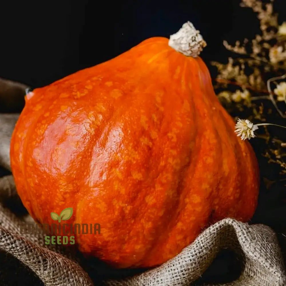 Mature Golden Hubbard Winter Squash Plant from Seeds, High-Yield Vegetable