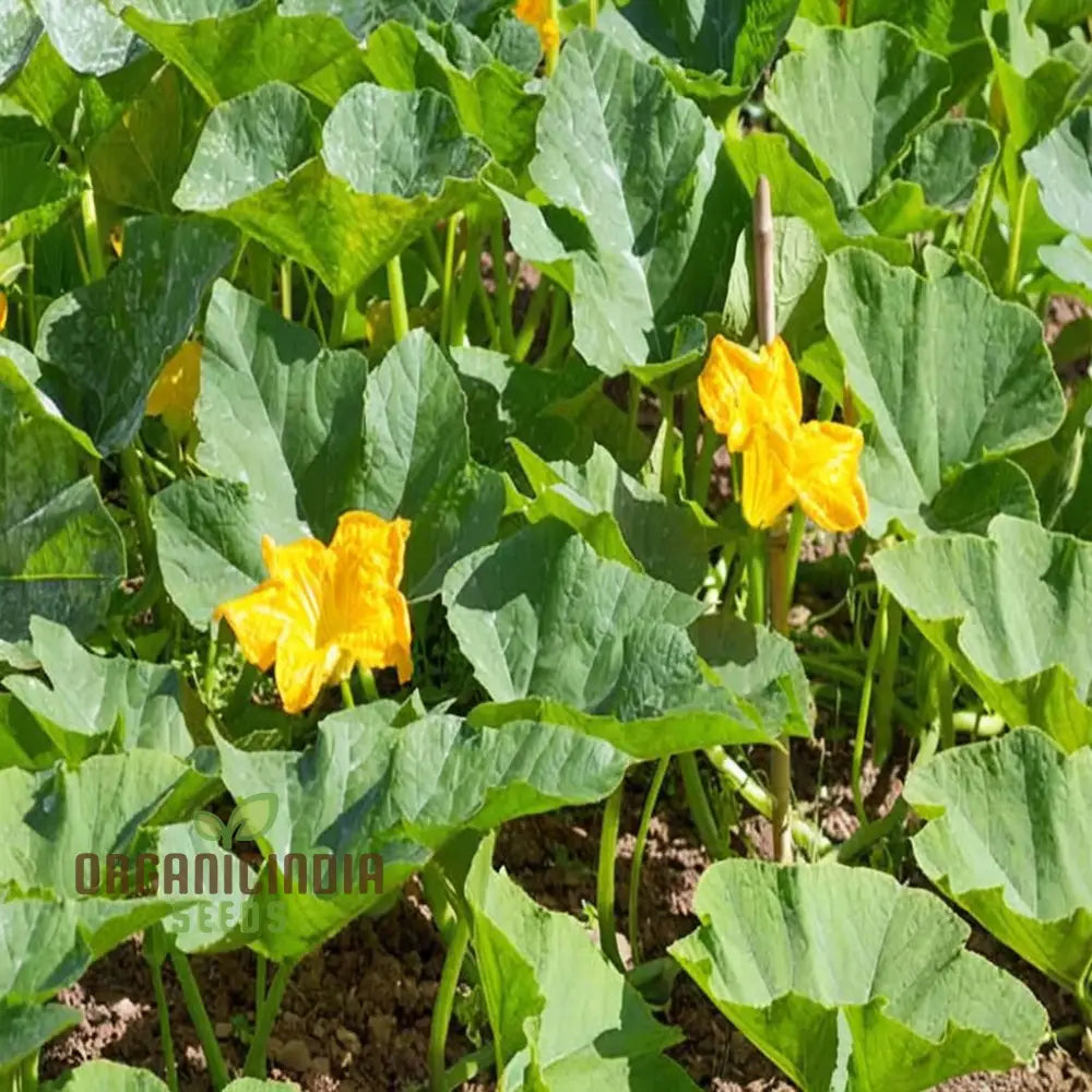 Goldilocks Winter Squash Fruits Growing on Vine from Seeds, Home Garden