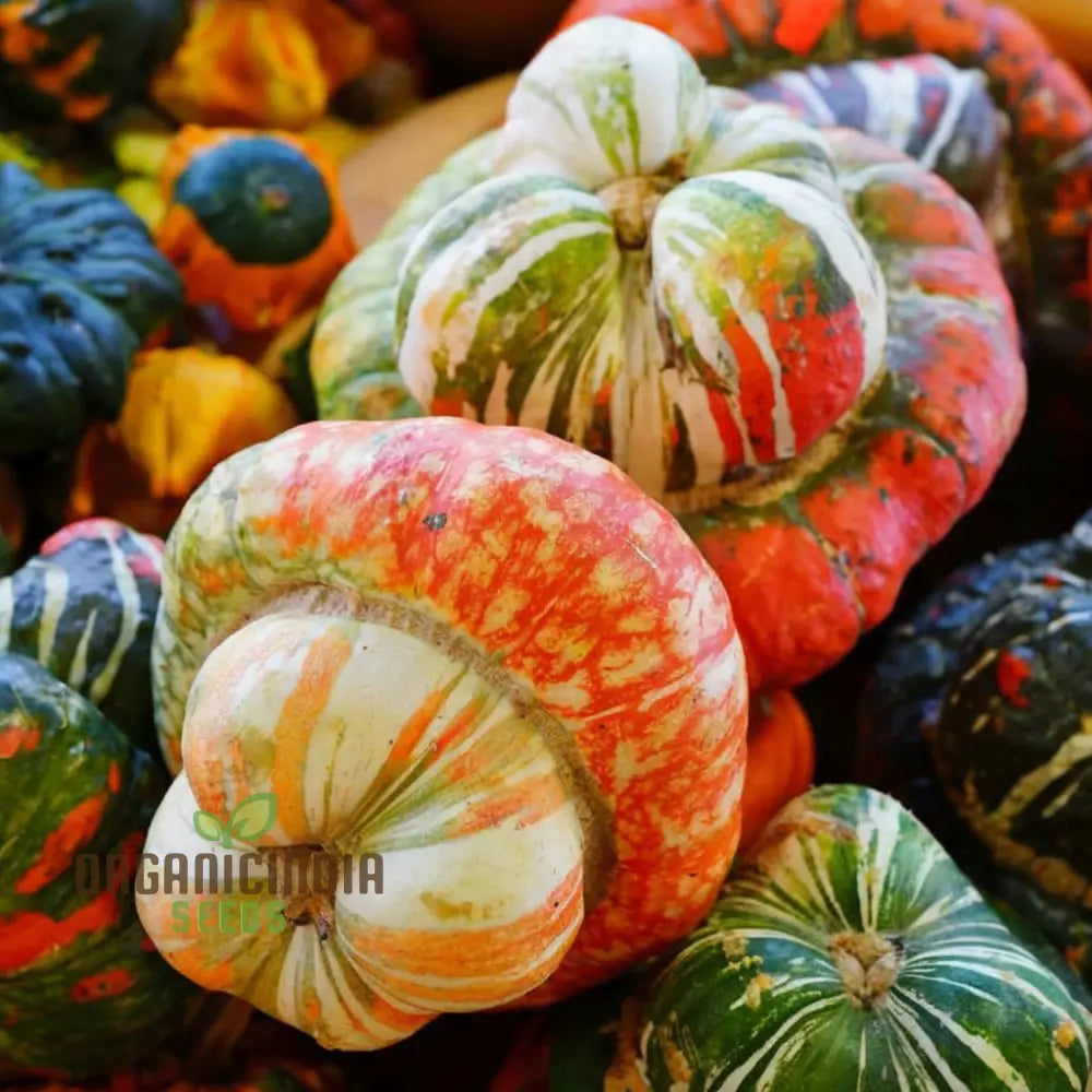 Harvested Turks Turban Winter Squash, Colorful Heirloom Vegetable