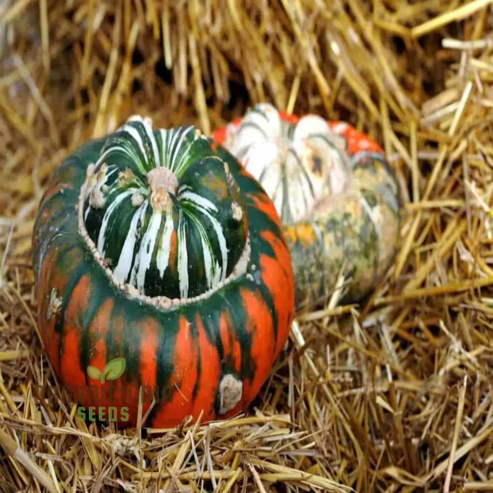 Mature Turks Turban Winter Squash Plant with Unique Multicolored Fruits