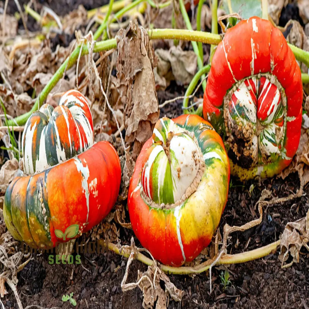 Turks Turban Winter Squash Seeds, Heirloom Vegetable Seeds for Fall Planting