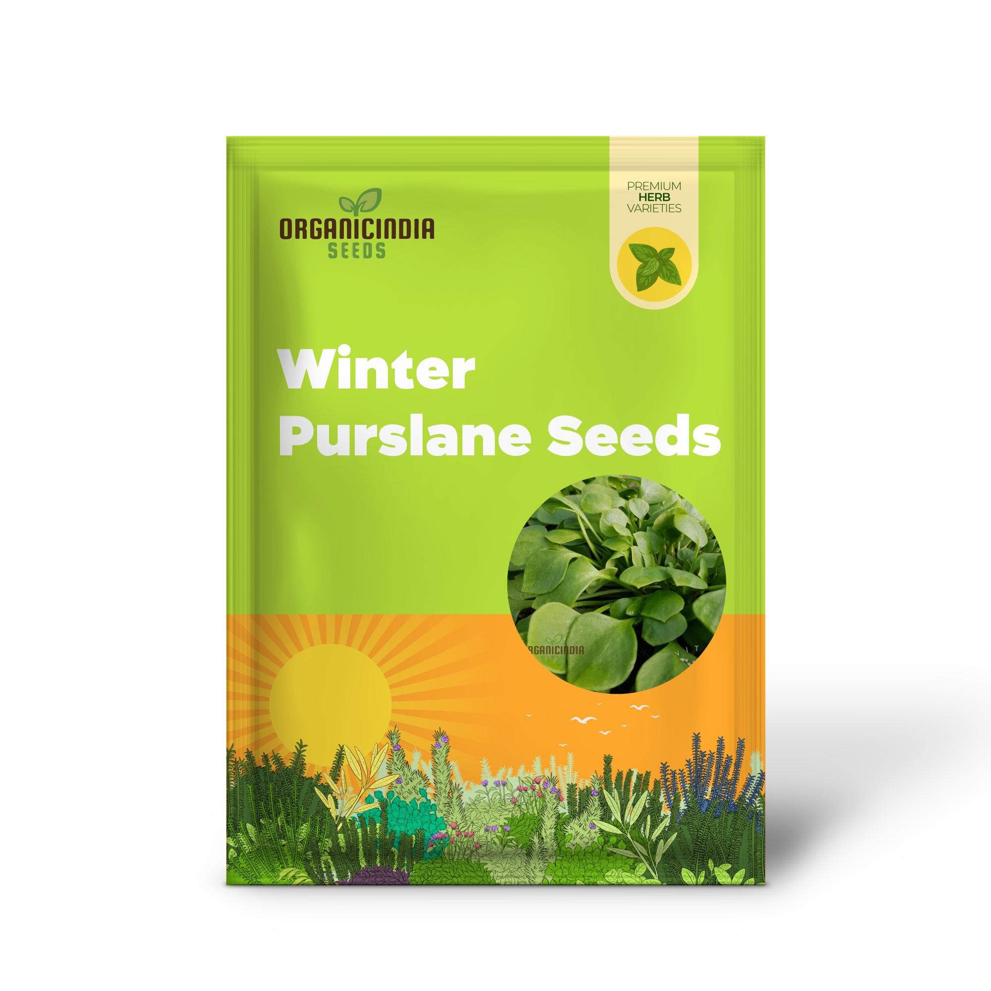 Close-up of Winter Purslane Seeds – Nutritious Cold-Weather Greens