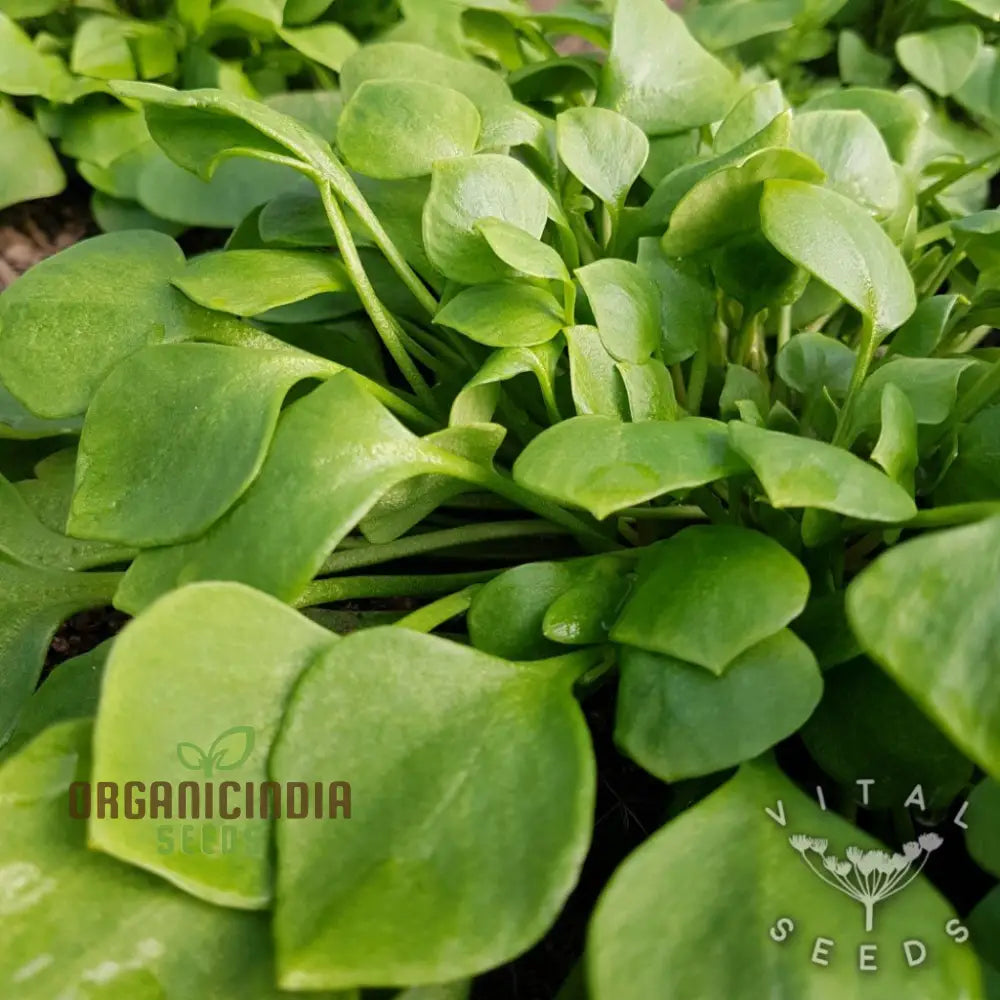 Winter Purslane Seeds for Planting – Cold-Hardy Nutritious Greens