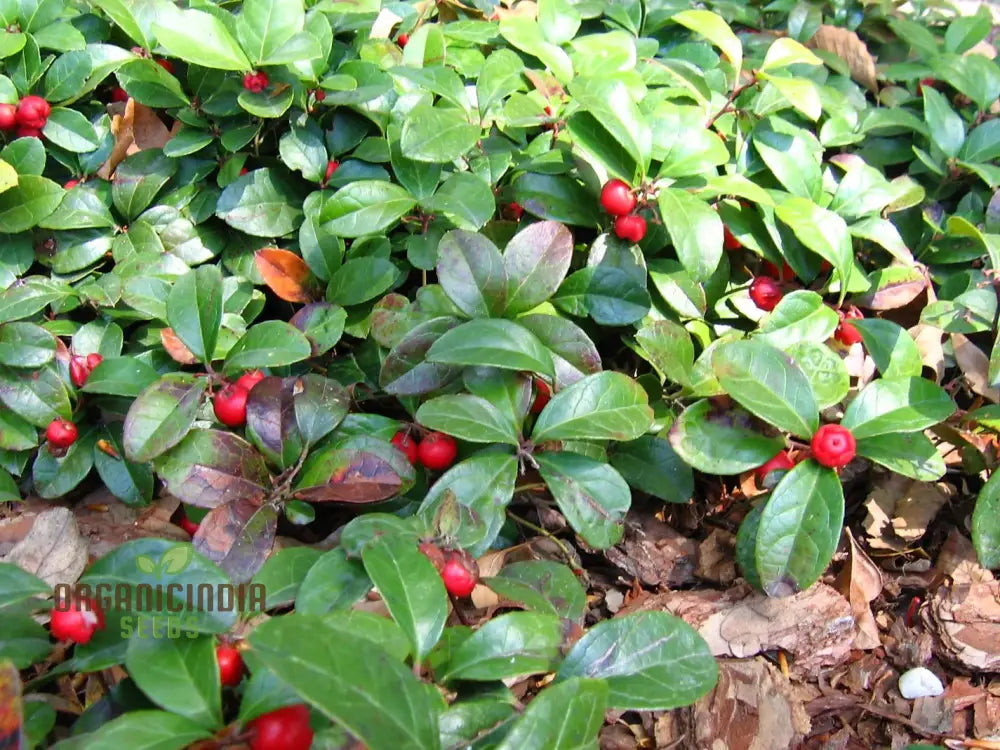 Wintergreen Seeds (Gaultheria Procumbens) â€“ Semi Perennials For Planting 100 Pcs Fruit