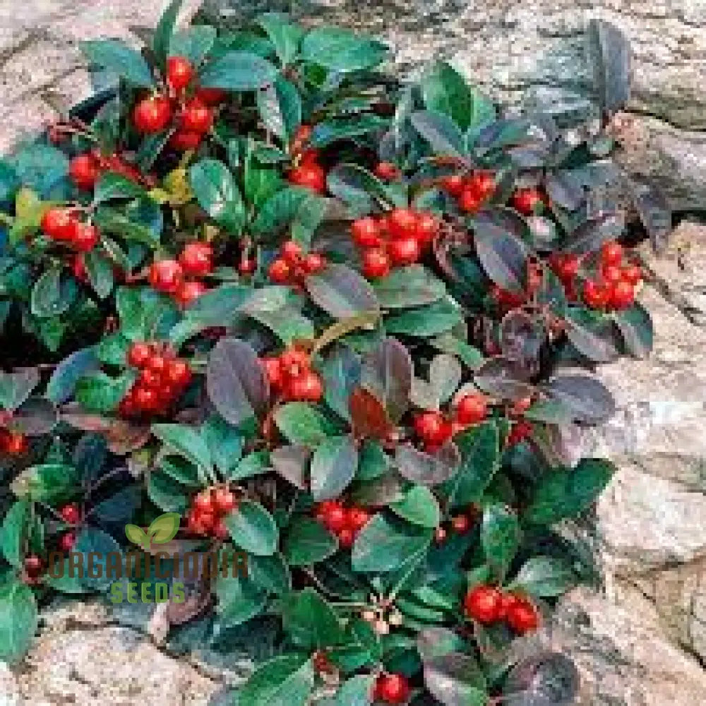 Wintergreen Seeds (Gaultheria Procumbens) â€“ Semi Perennials For Planting 100 Pcs Fruit