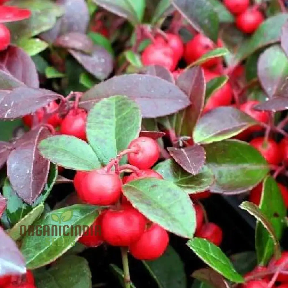 Wintergreen Seeds (Gaultheria Procumbens) â€“ Semi Perennials For Planting 100 Pcs Fruit