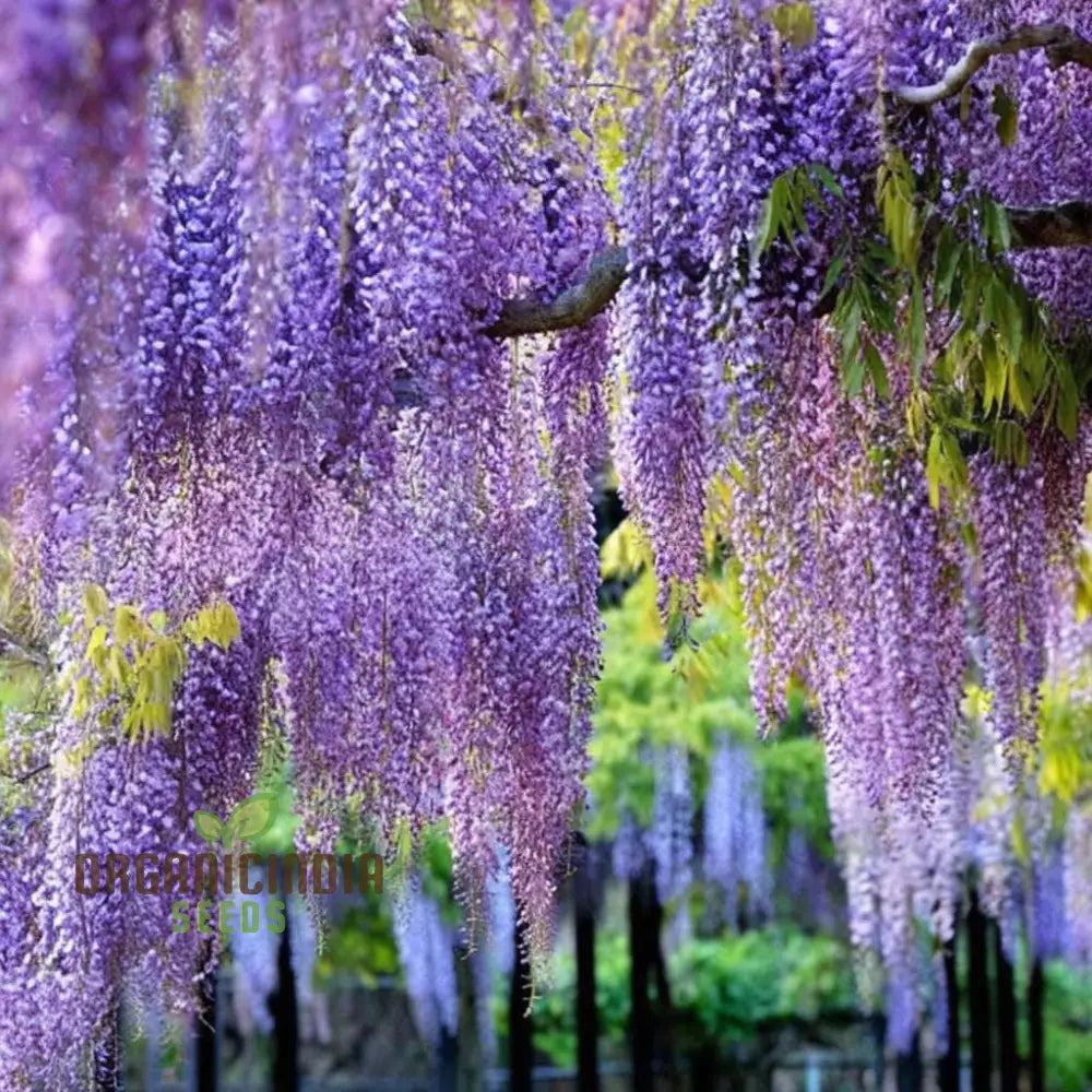 Semi Di Glicine, 70 Pezzi, Per Coltivare Piante Rampicanti Fiorite In Giardino