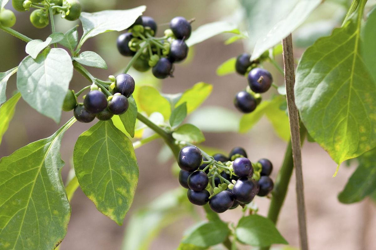 Wonderberry Shrubs Growing in a Sunny Garden