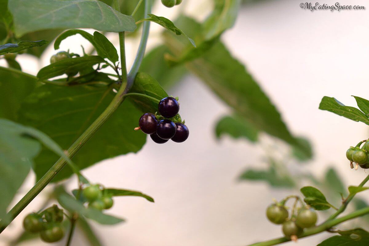 Semillas de arbusto de fruta Wonderberry Sunberry