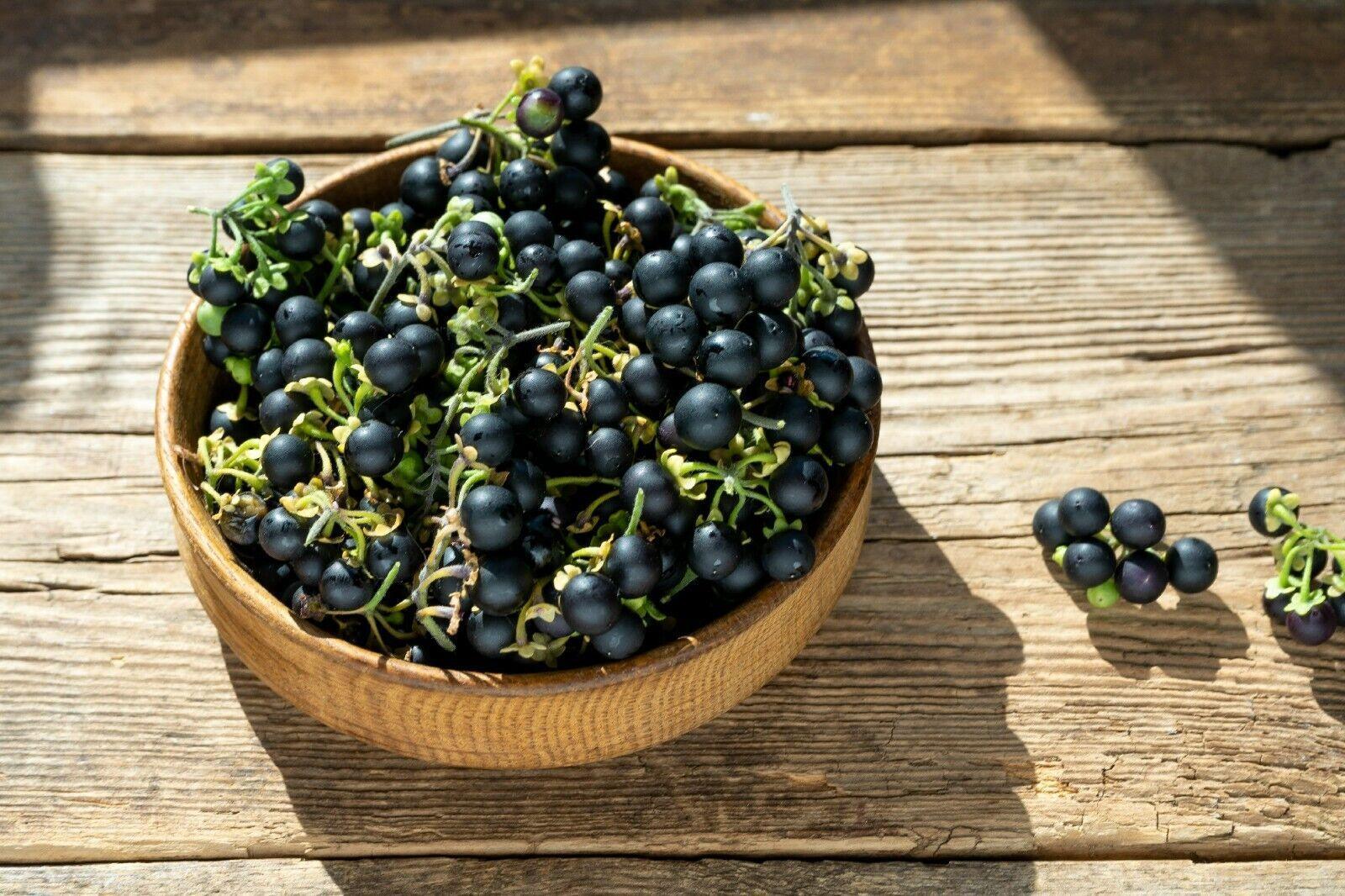 Wonderberry Seedlings Growing Indoors