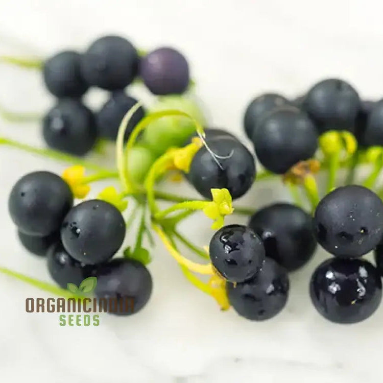 Wonderberry Seeds - Planting And Gardening Delight | Organic