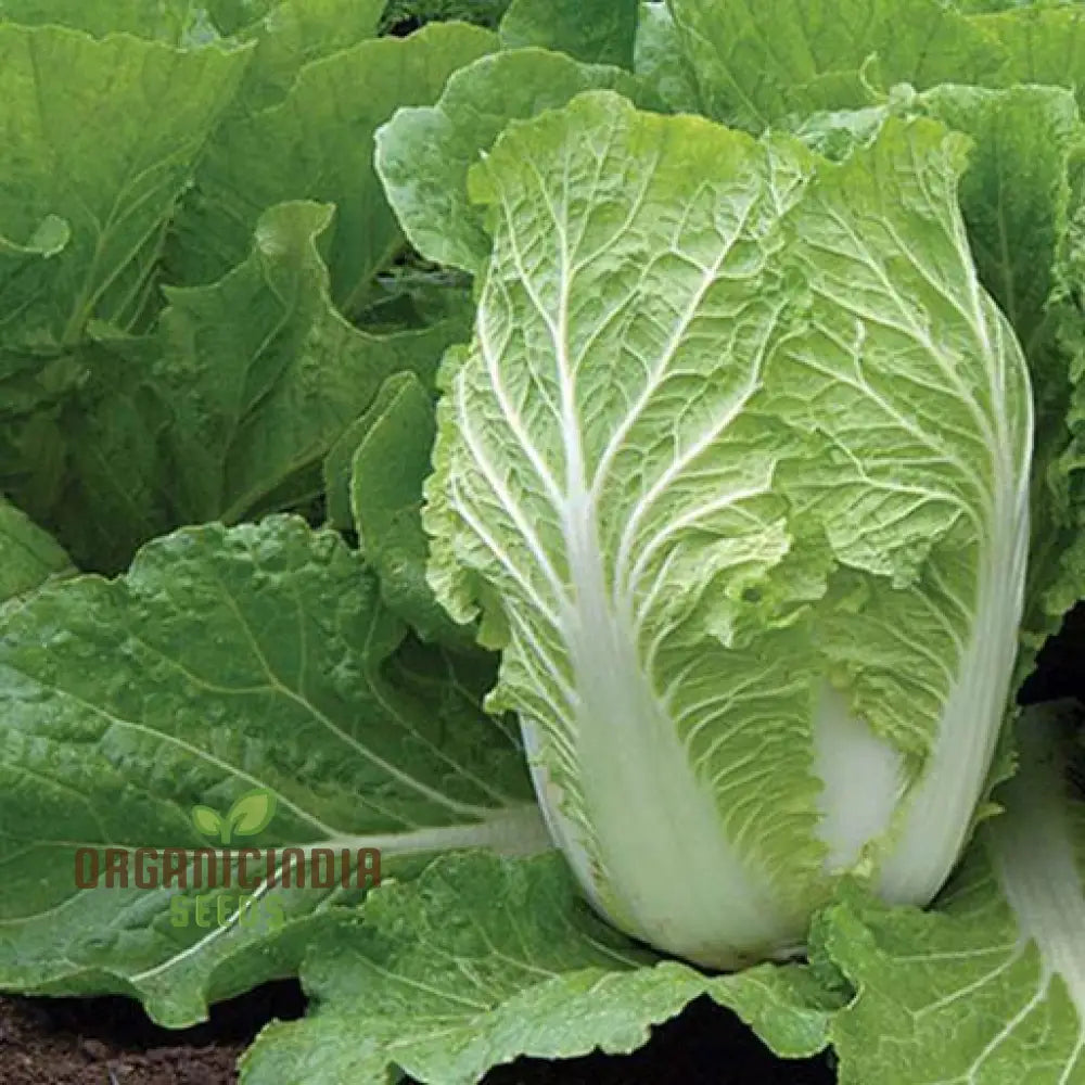 Wong Bok (Napa) Cabbage Plants in Garden Bed from Seeds