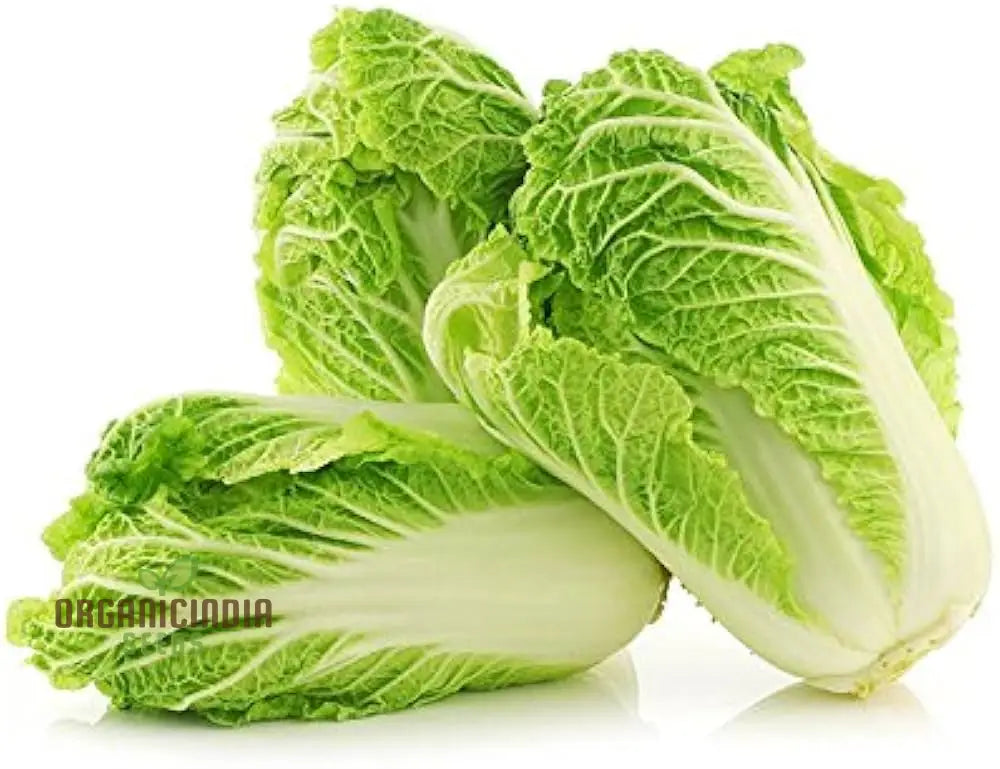 Premium Wong Bok Seeds for Home Garden, Leafy Green Vegetable Seeds