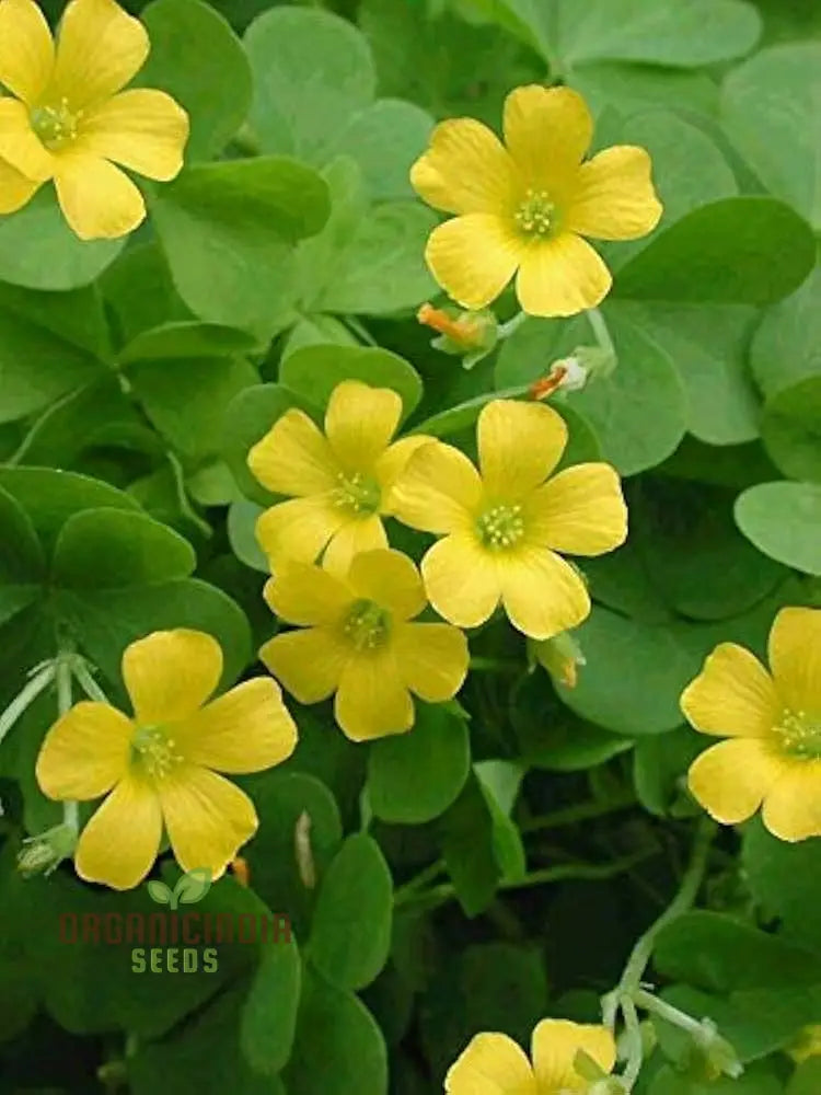 Oxalis Wood Sorrel Growing in Container