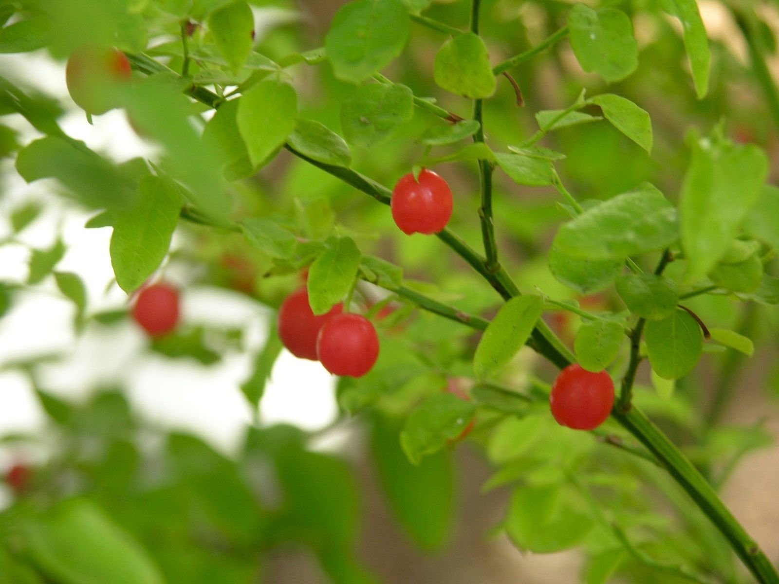 Red Huckleberry Growing in Shaded Garden Setting