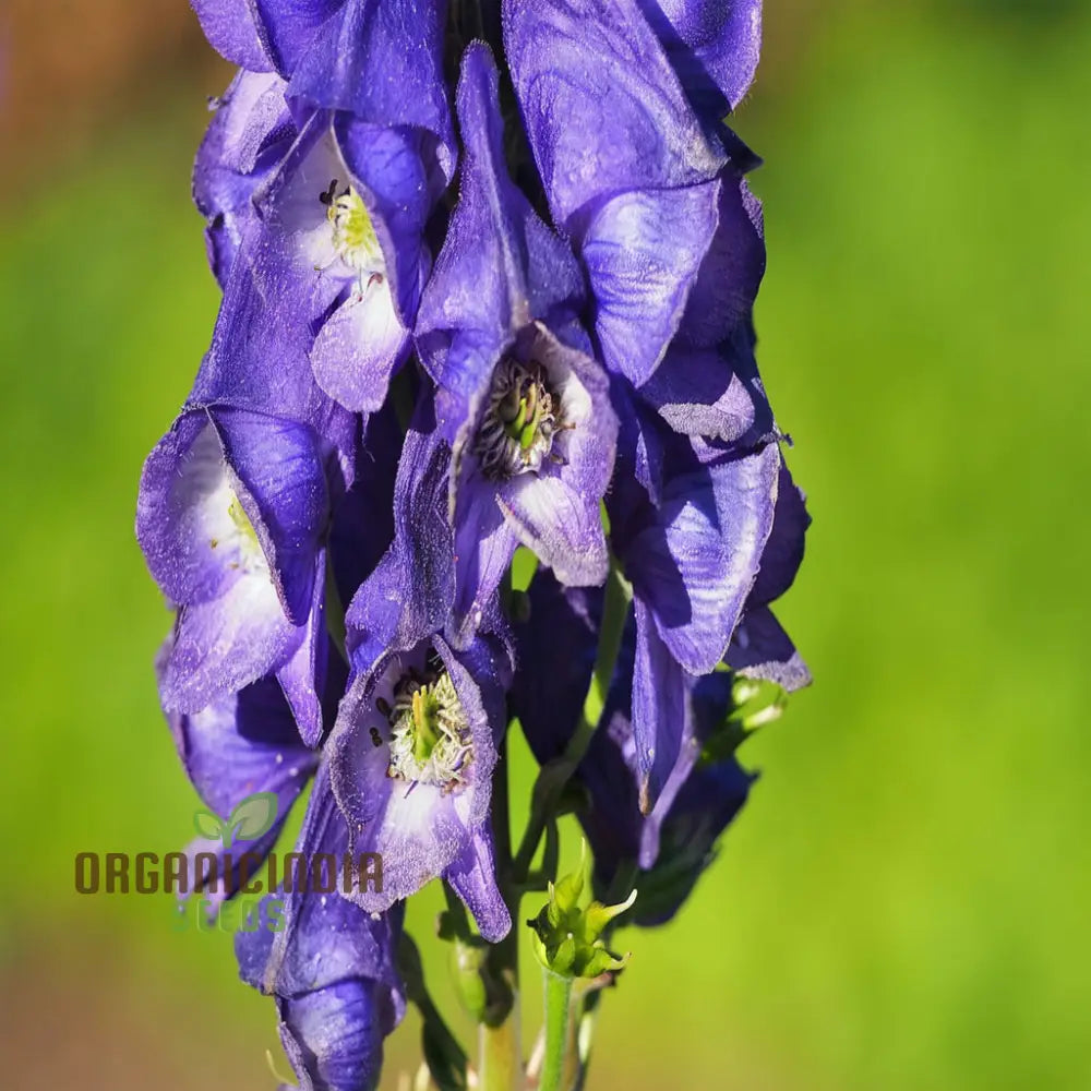 Woodland garden Monkshood plants