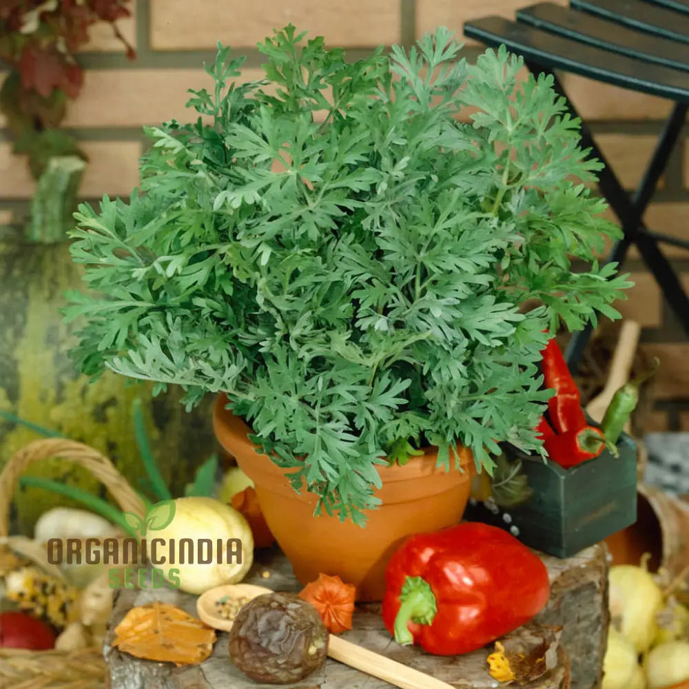 Wormwood Seeds Artemisia Absinthium Aromatic Herb for Planting