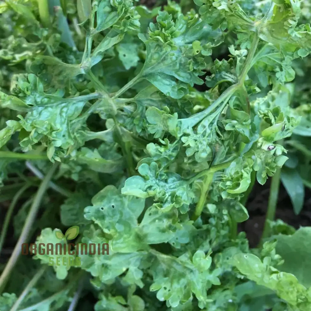 Wrinkled Crinkled Cress Growing in Pot for Home Garden