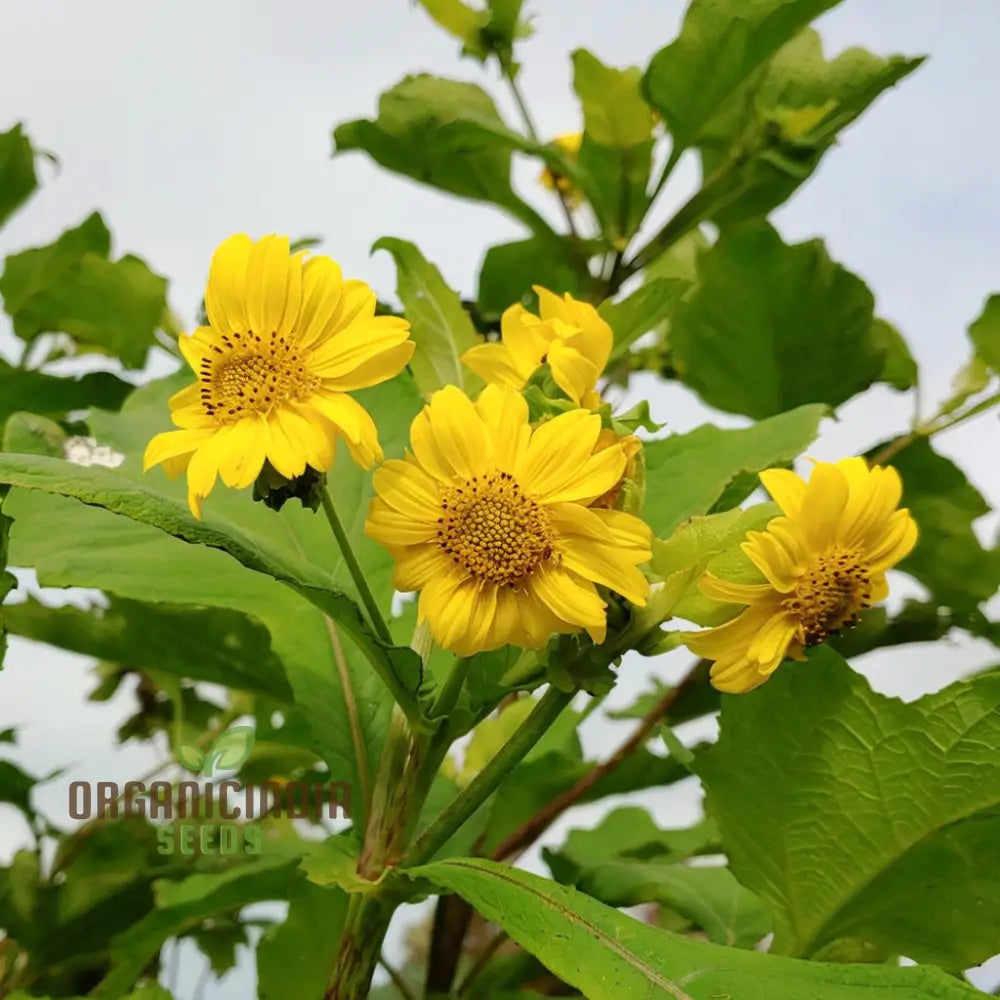 Yacon Flower Seeds for Container and Outdoor Garden Planting