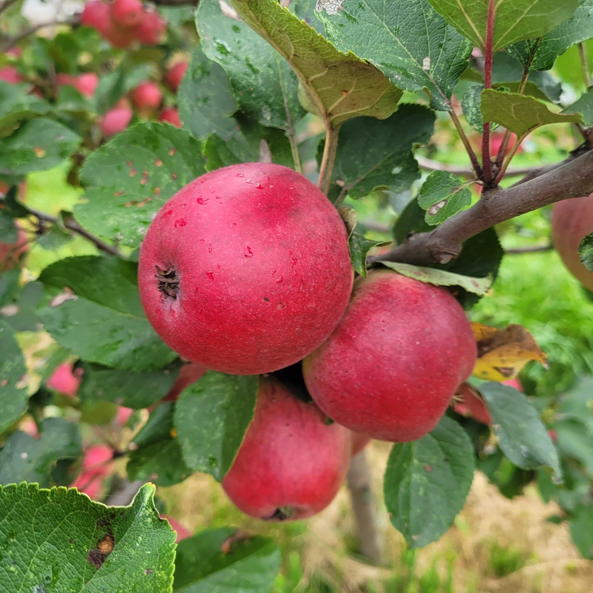 Mature Yarlington Mill Apple Tree in Orchard