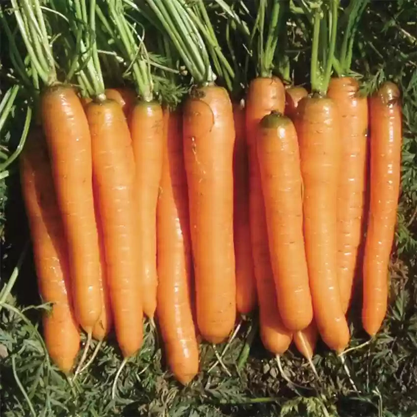 Closeup of Yaya Carrots, Smooth and Uniform Hybrid Variety