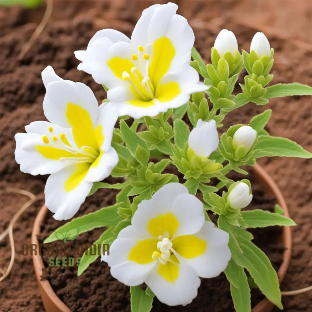 Yellow And White Alcee Ficifolia Flower Seeds â€“ Elevate Your Gardening Experience With Radiant