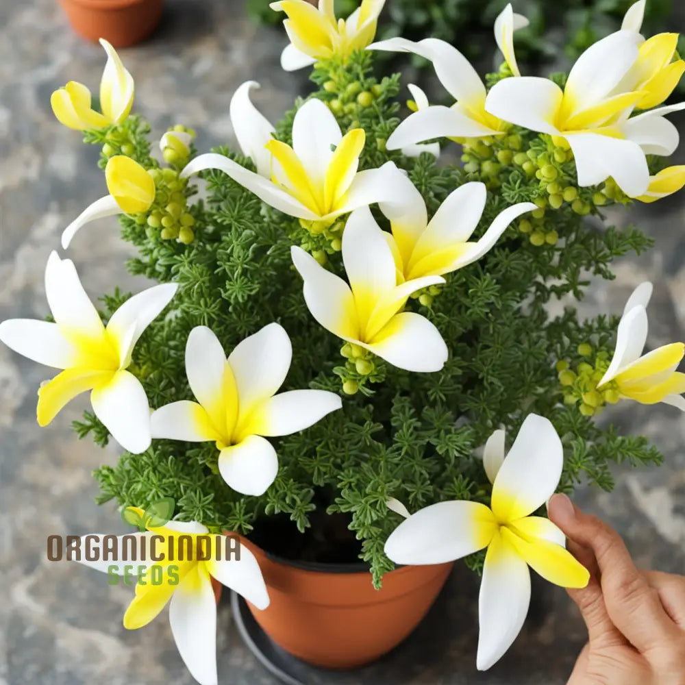 Yellow And White Alcee Ficifolia Flower Seeds â€“ Elevate Your Gardening Experience With Radiant