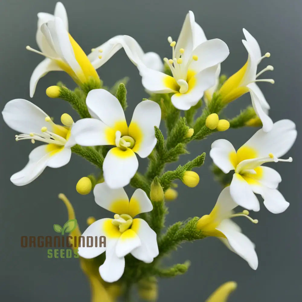 Yellow And White Alcee Ficifolia Flower Seeds â€“ Elevate Your Gardening Experience With Radiant