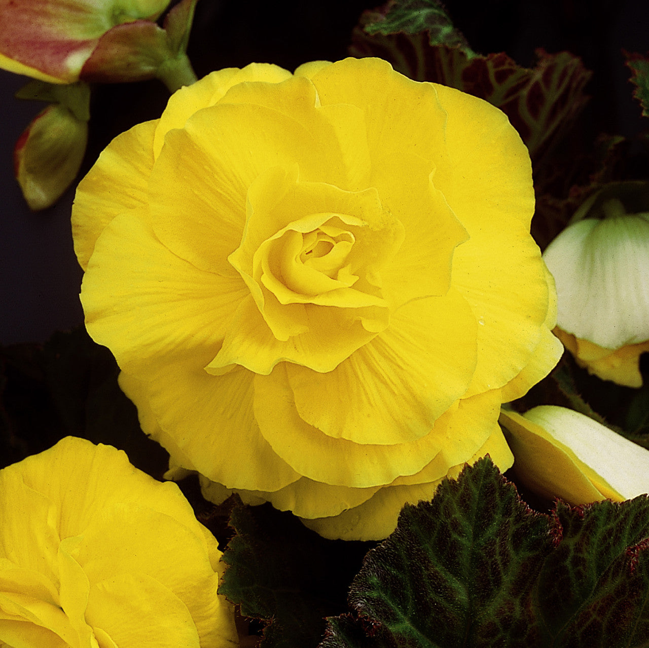 Yellow Begonia Seeds for Radiant Blooming Flowers in Garden Beds