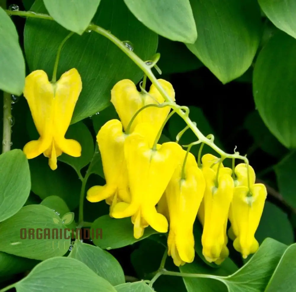 Yellow Bleeding Heart flower seeds for planting